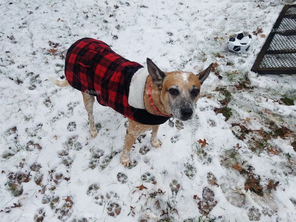 Honey is getting older and needs a sweater for the first time in her life