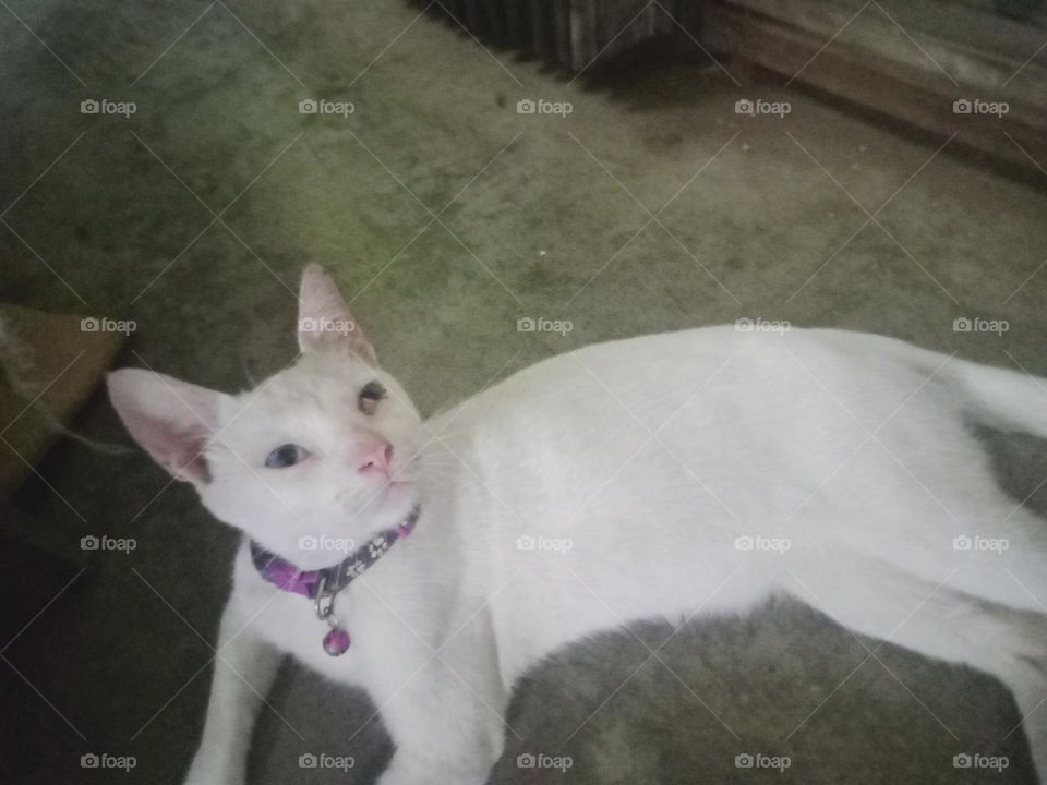 White cats are some of the rarest, making up only about 5% of the total cat population. With their striking snow-white coats, look dazzling and very unusual and they are even more special to their families who love them.