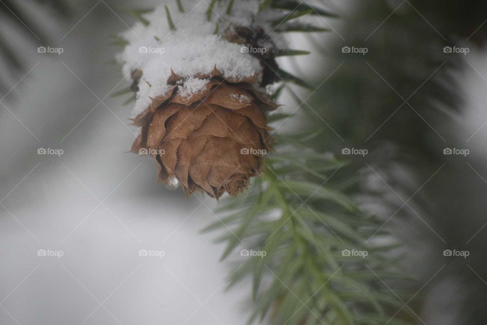 Pinecone in Snow