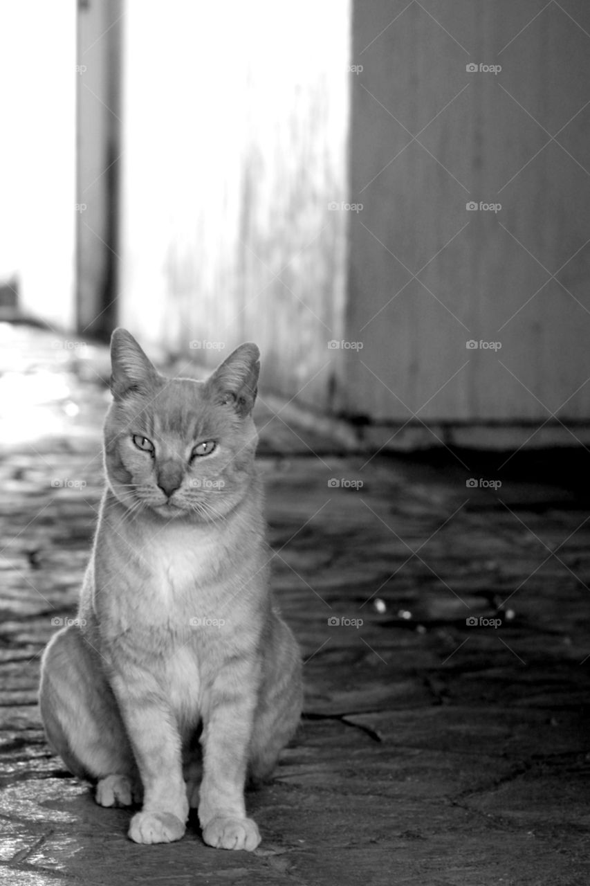 Farm Cat B&W