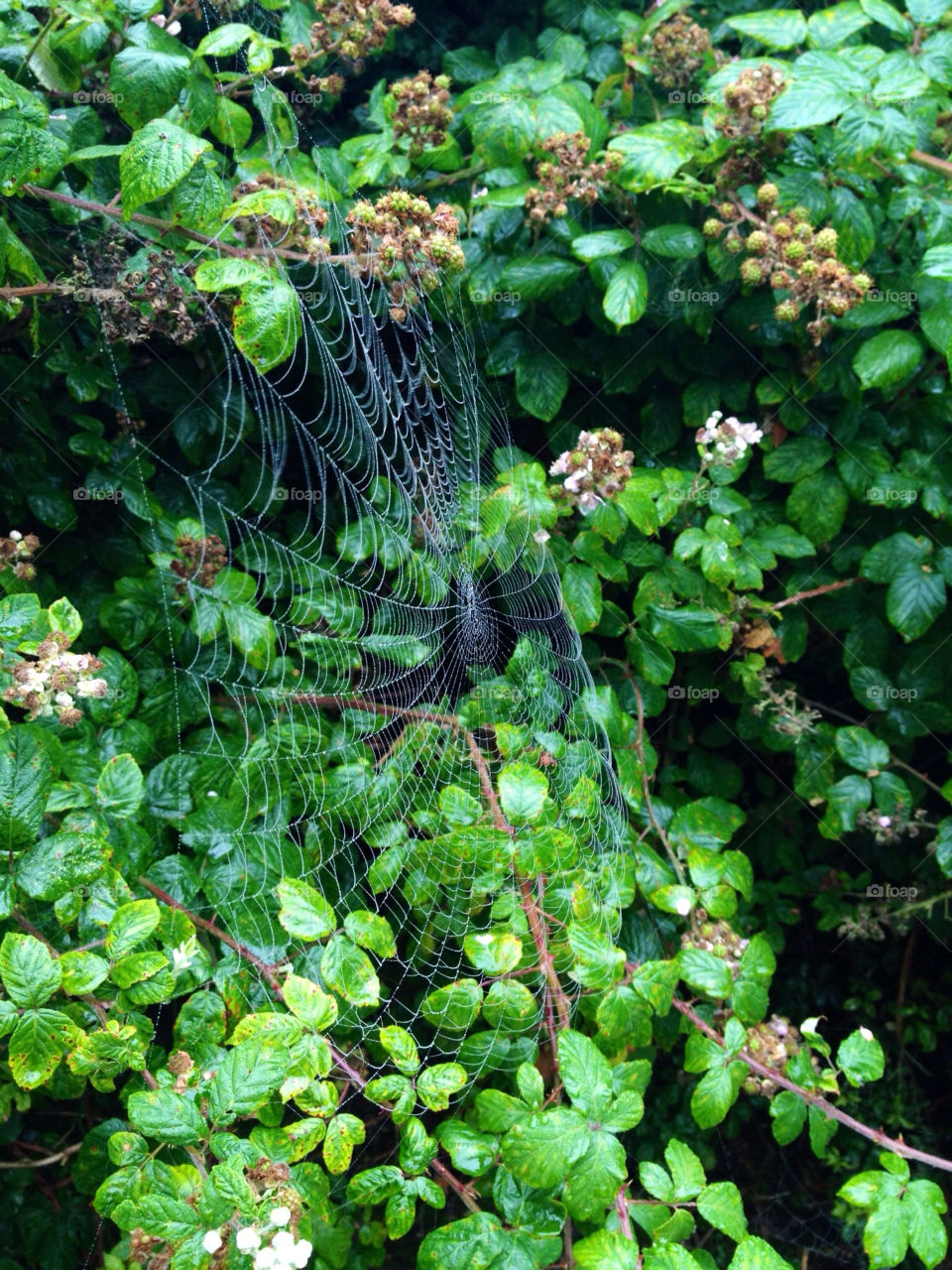 green plants morning dew by dannytwotaps