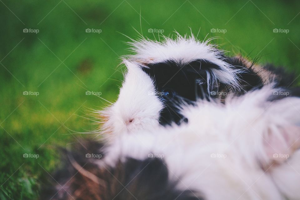 Guinea pigs