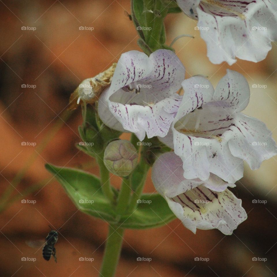 penstemon