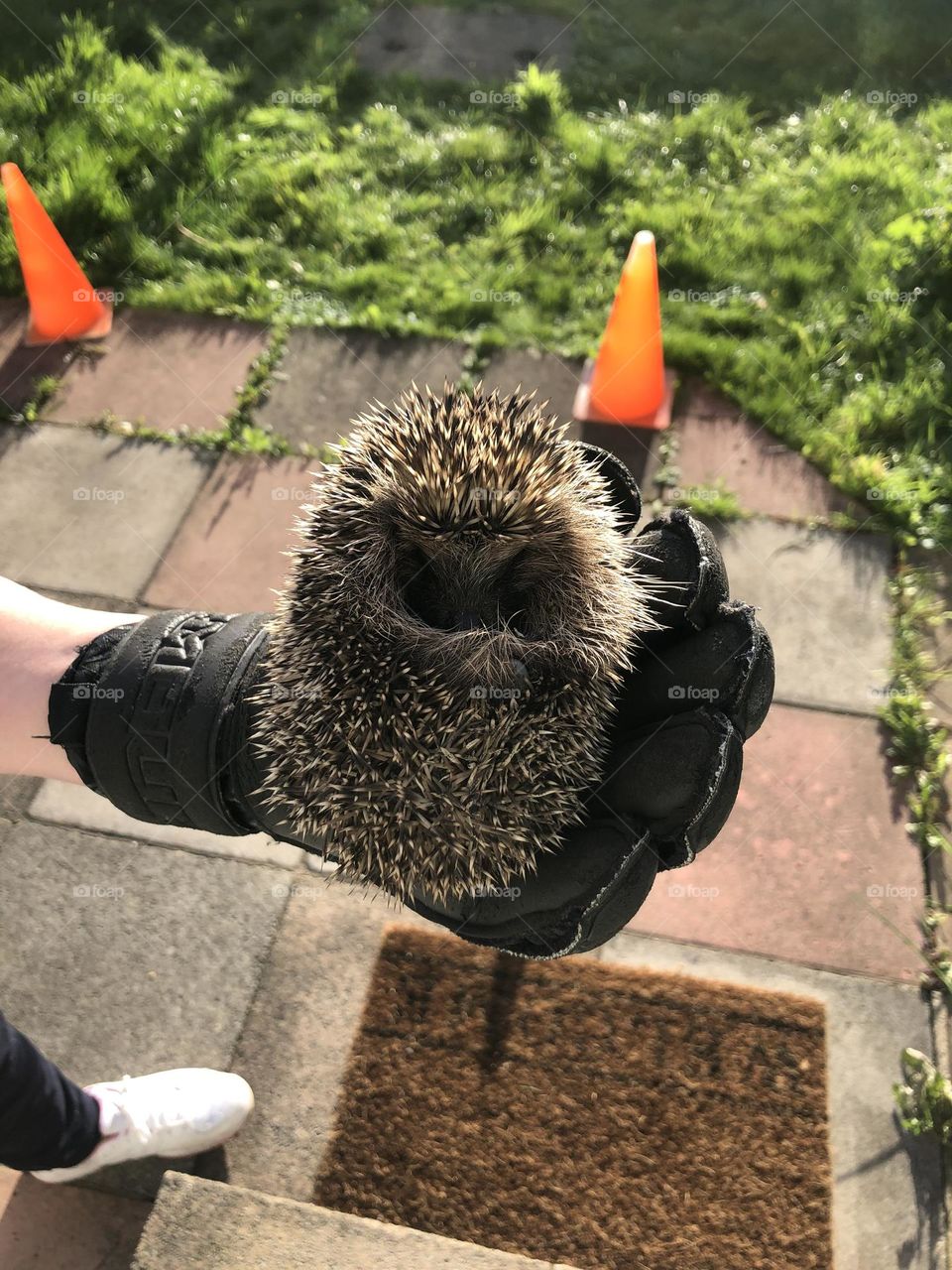 Hedgehog 