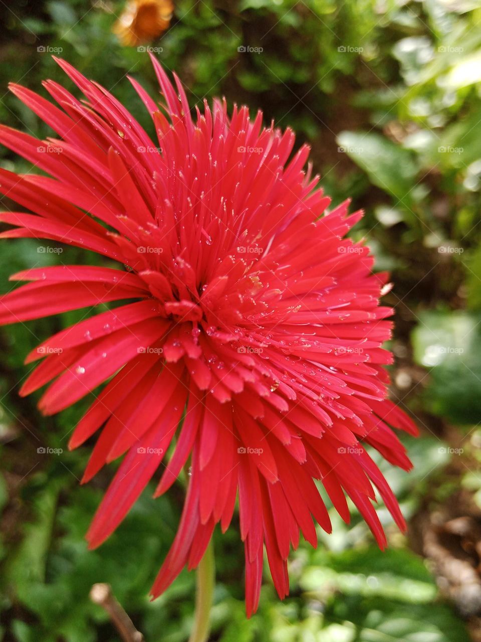 Barbadosia Flower