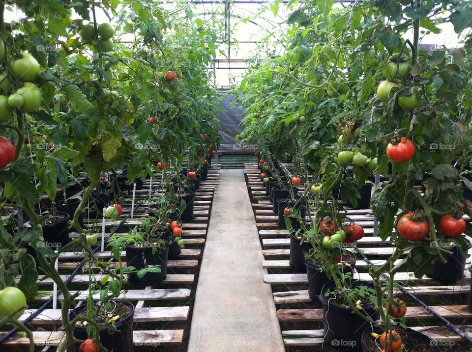 green plants red tomatoes by cbw2003