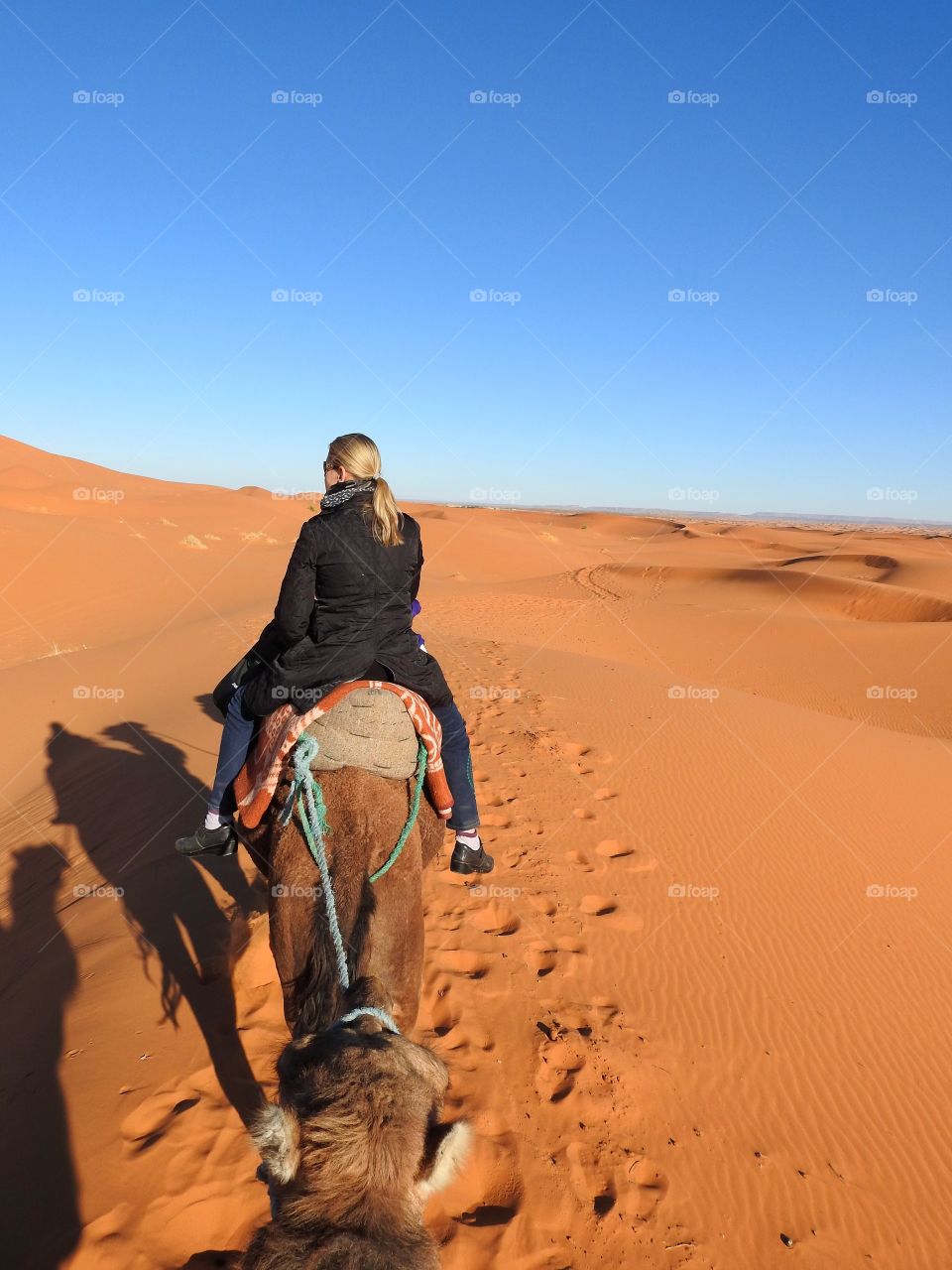 Dromedary ahead