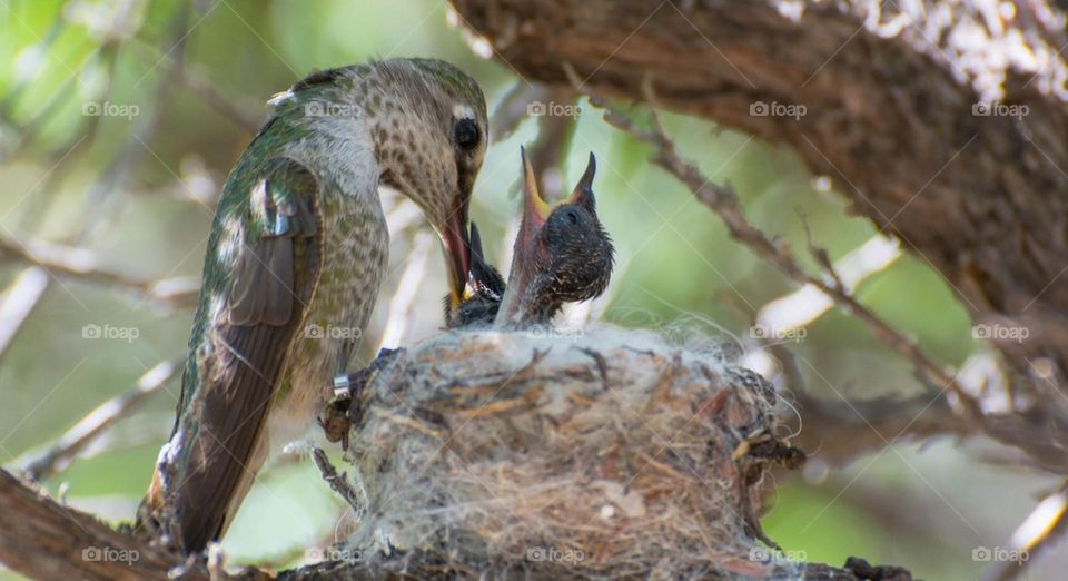 Mother Hummingbird in Nest