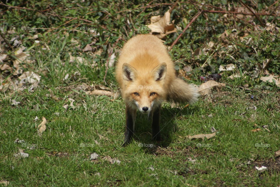 red fox neighbor