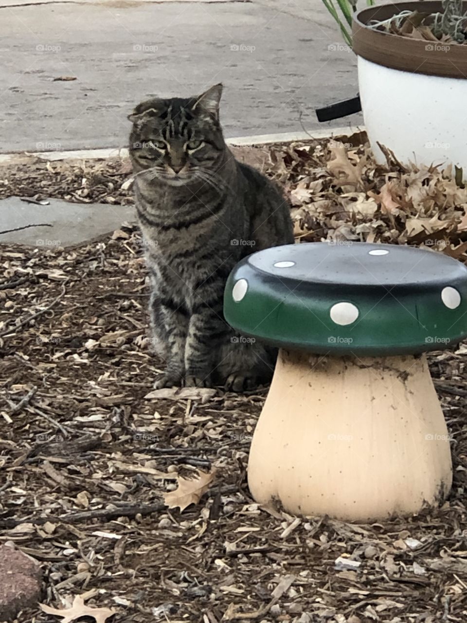 Cat with mushroom decoration