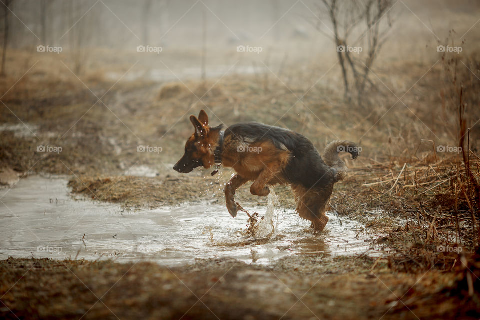 German shepherd young male dog walking outdoor at spring day