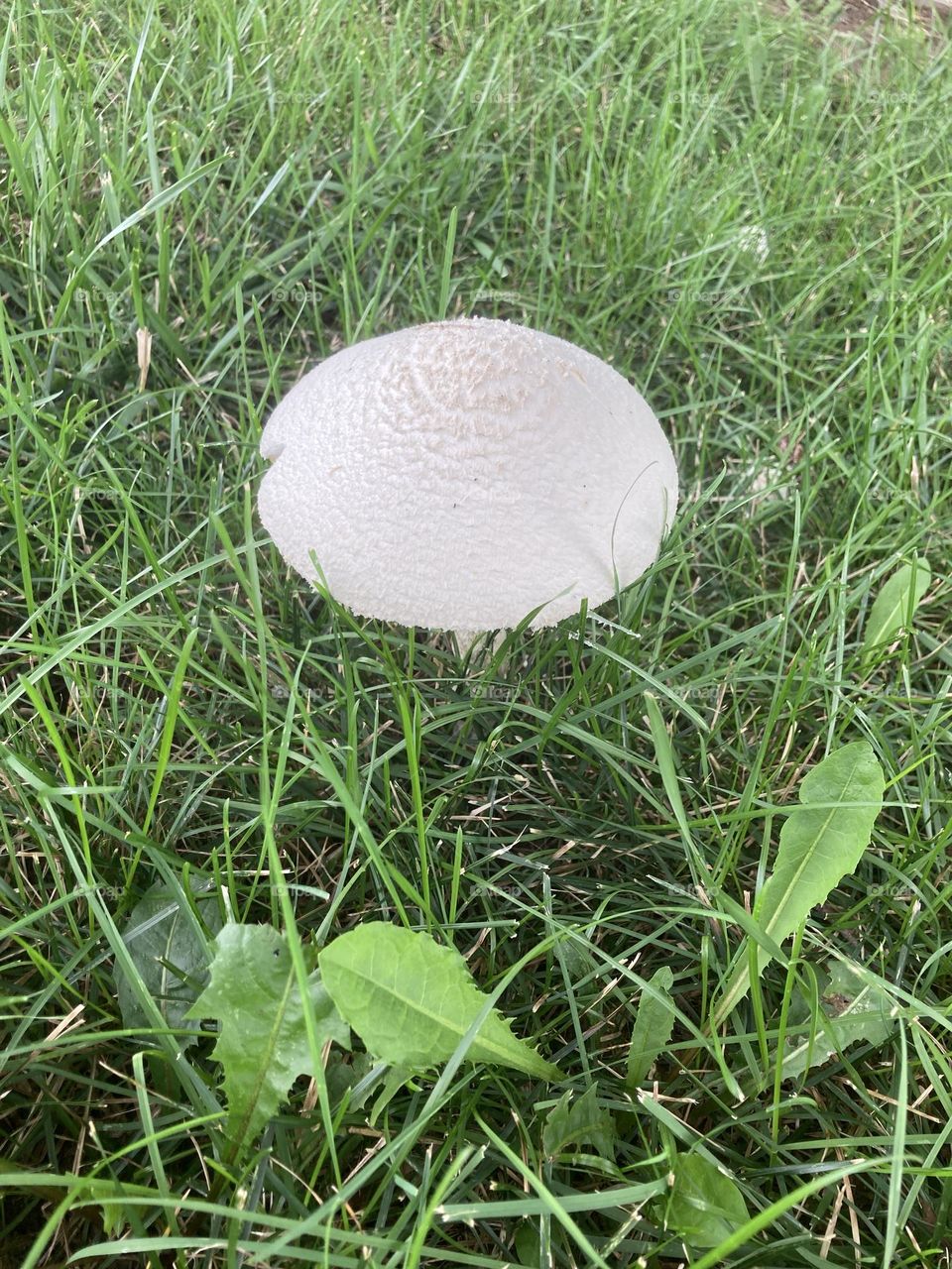 Mushroom