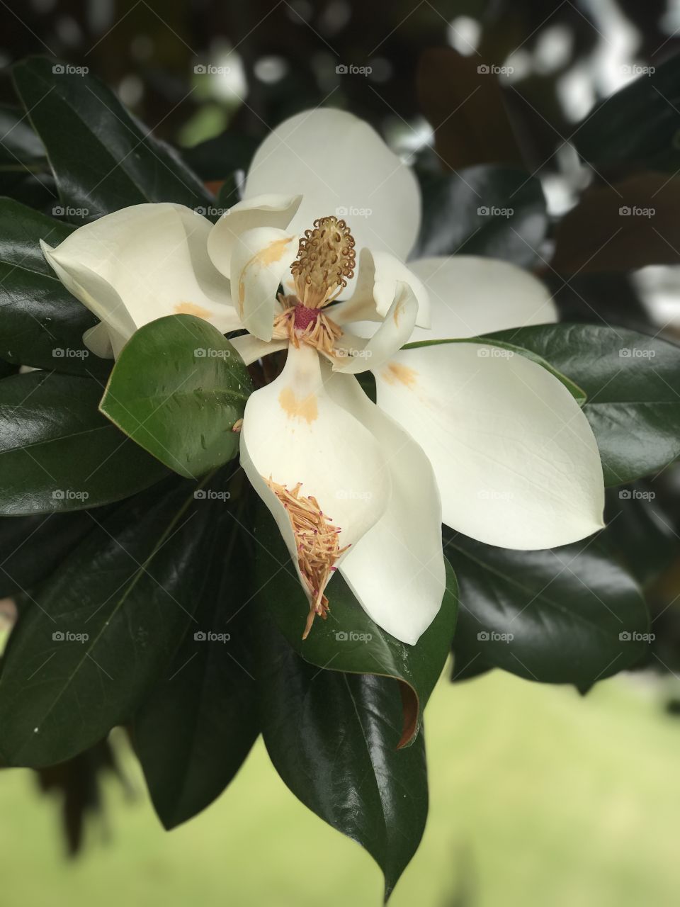 New Orleans magnolia tree on Magazine Street. Taken with my iPhone 7 Plus.