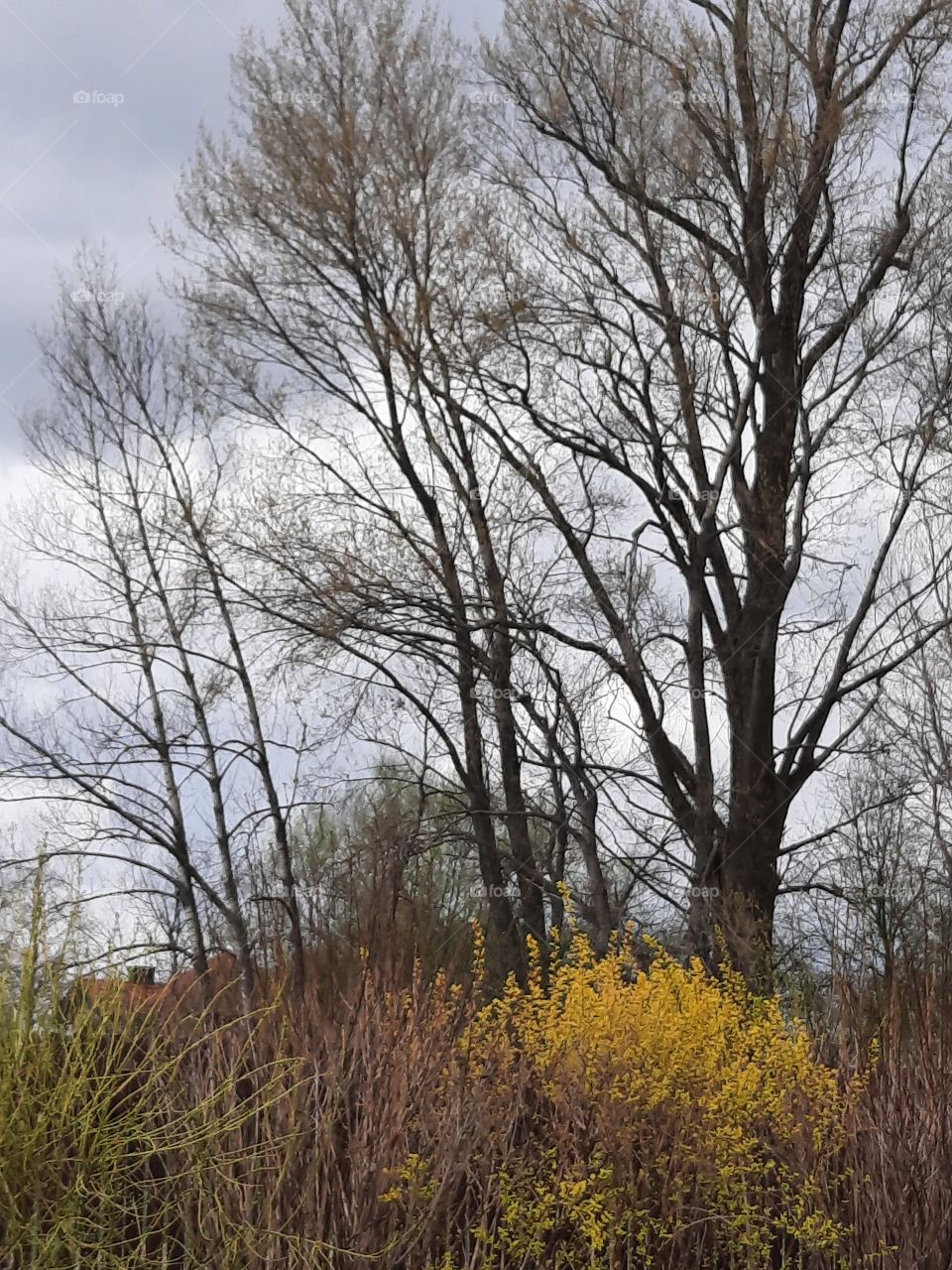 new spring leaves on trees and shrubs on a rainy day