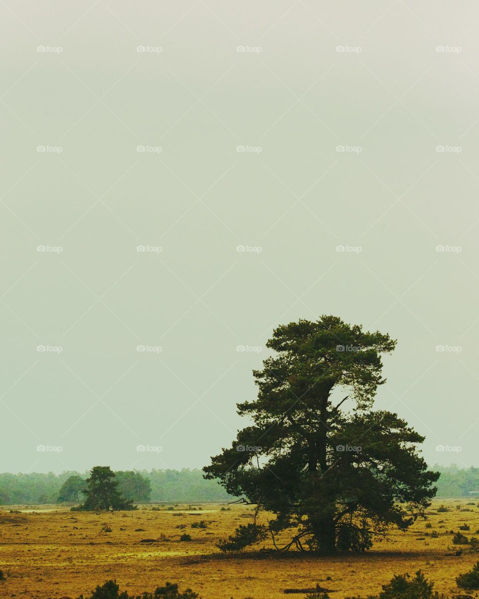 Lonely tree in the field