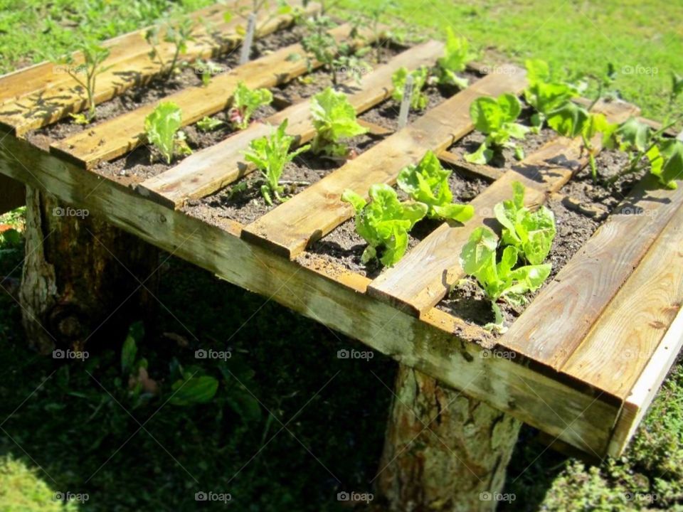 Pallet garden