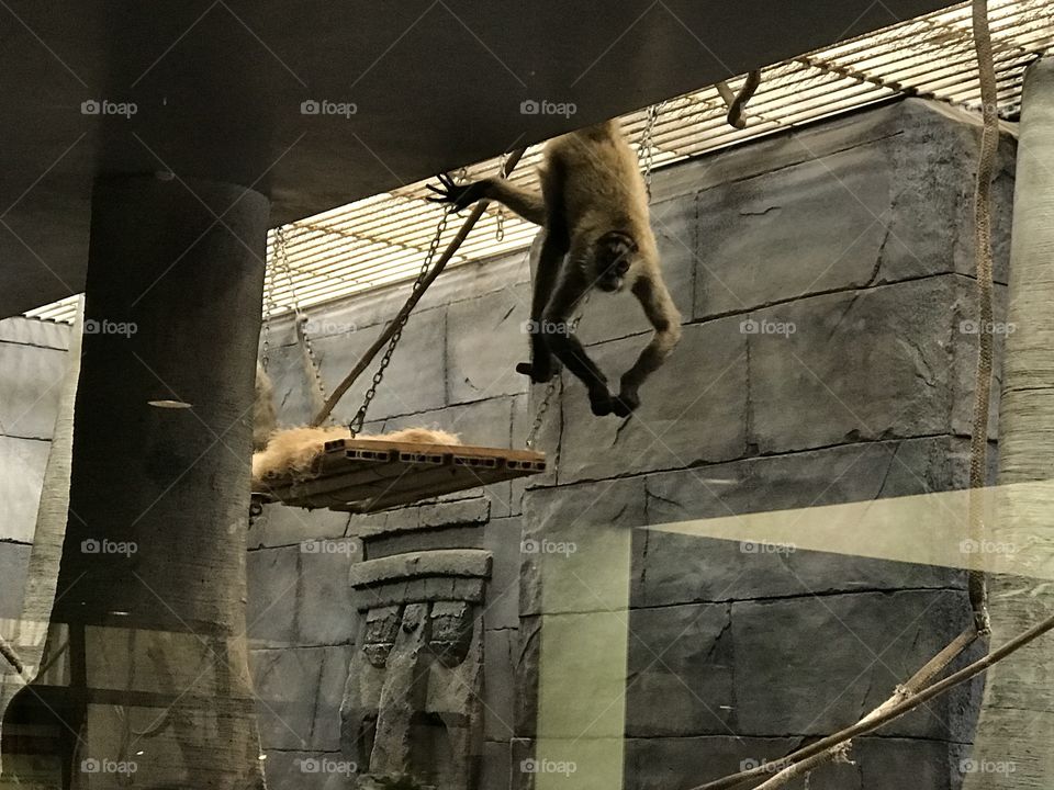 Spider monkey having a snack