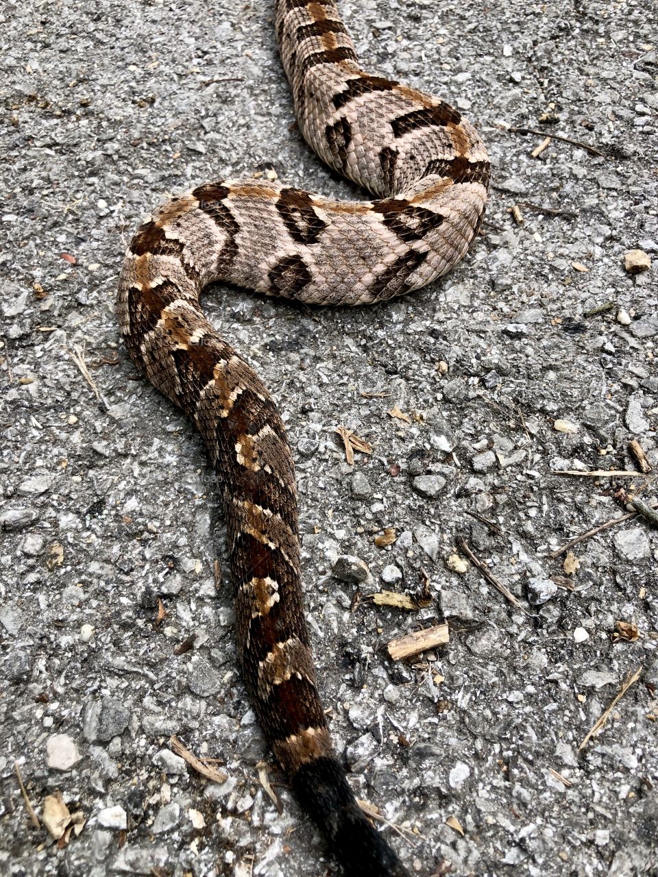 Timber rattlesnake 