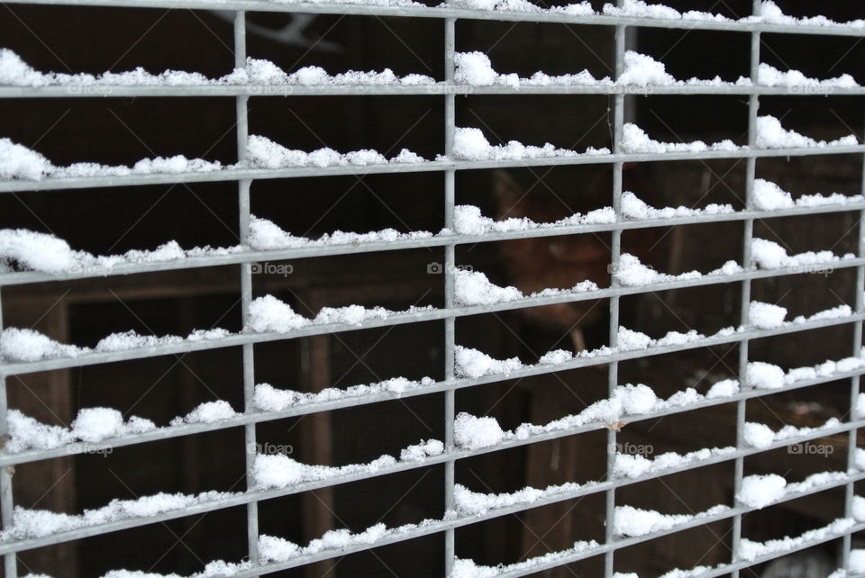 Snow on fence
