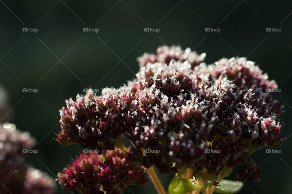 Frost on pink flowers  - frost rosa blommor