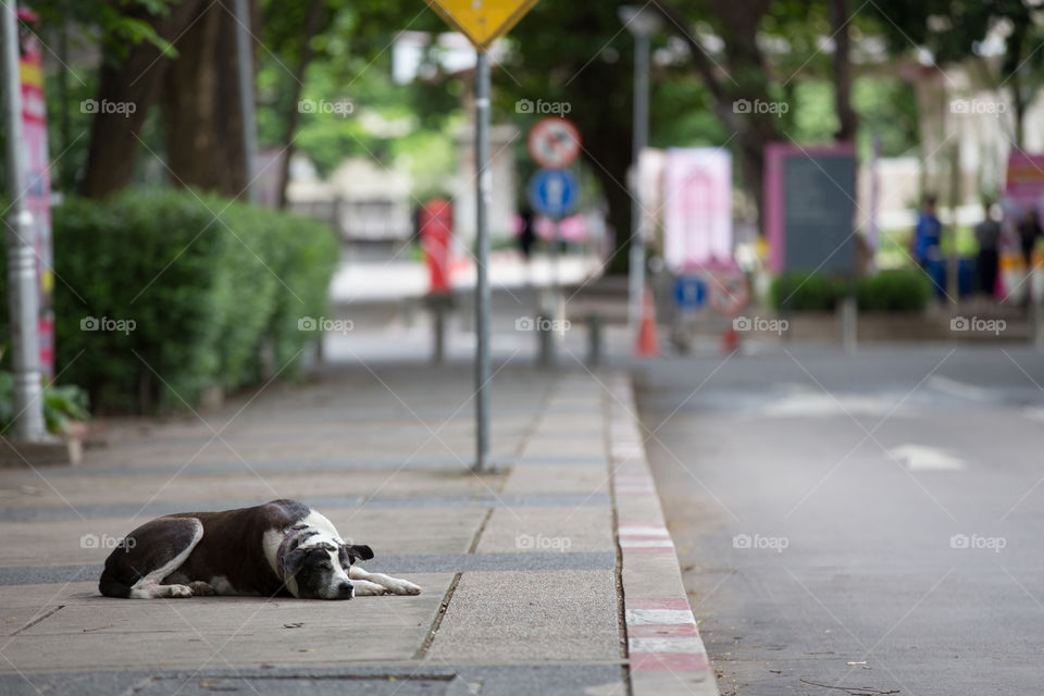 Dog sleeping in the sidewalk 