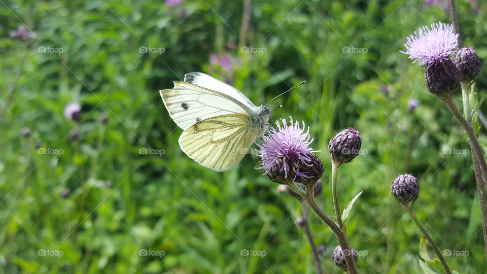 Butterfly on purple thistle flower 