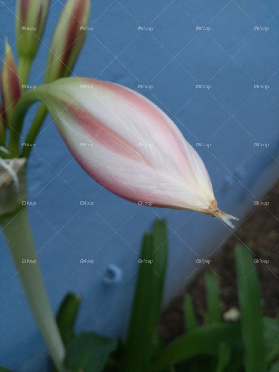 Close-up of flower bud blooming against wall