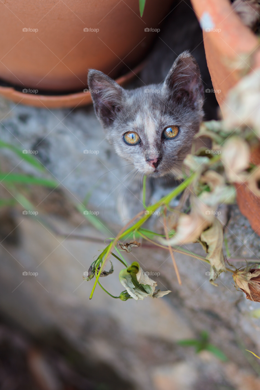 gray sweet cute eyes by comonline