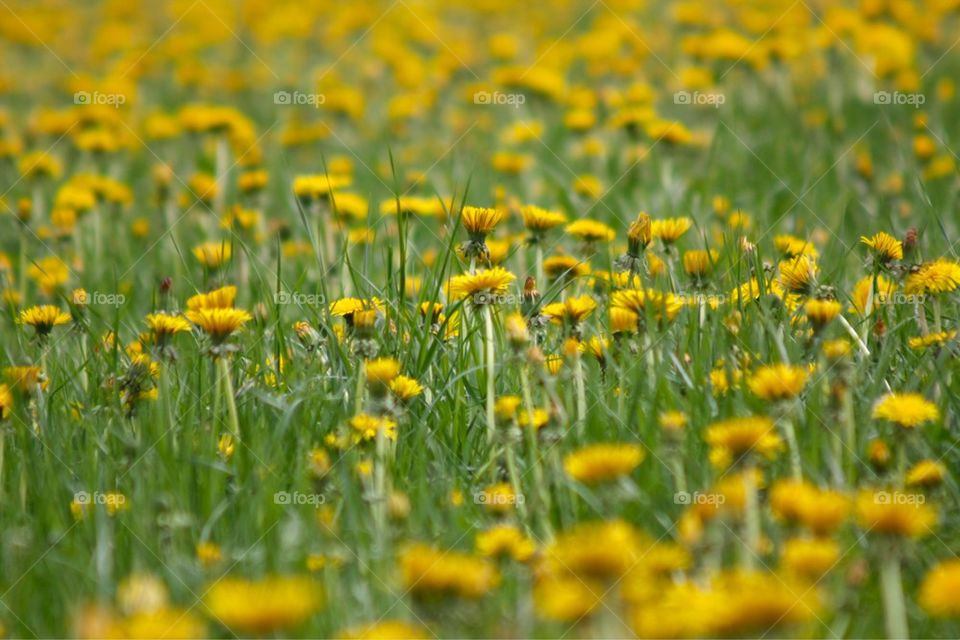 Field of blooming flowers