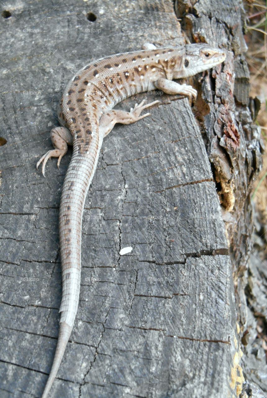 Lizard, Reptile, No Person, Wood, Nature