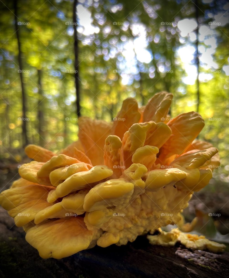 Mushroom mission. Yellow edible fungi growing on a log in Indiana 