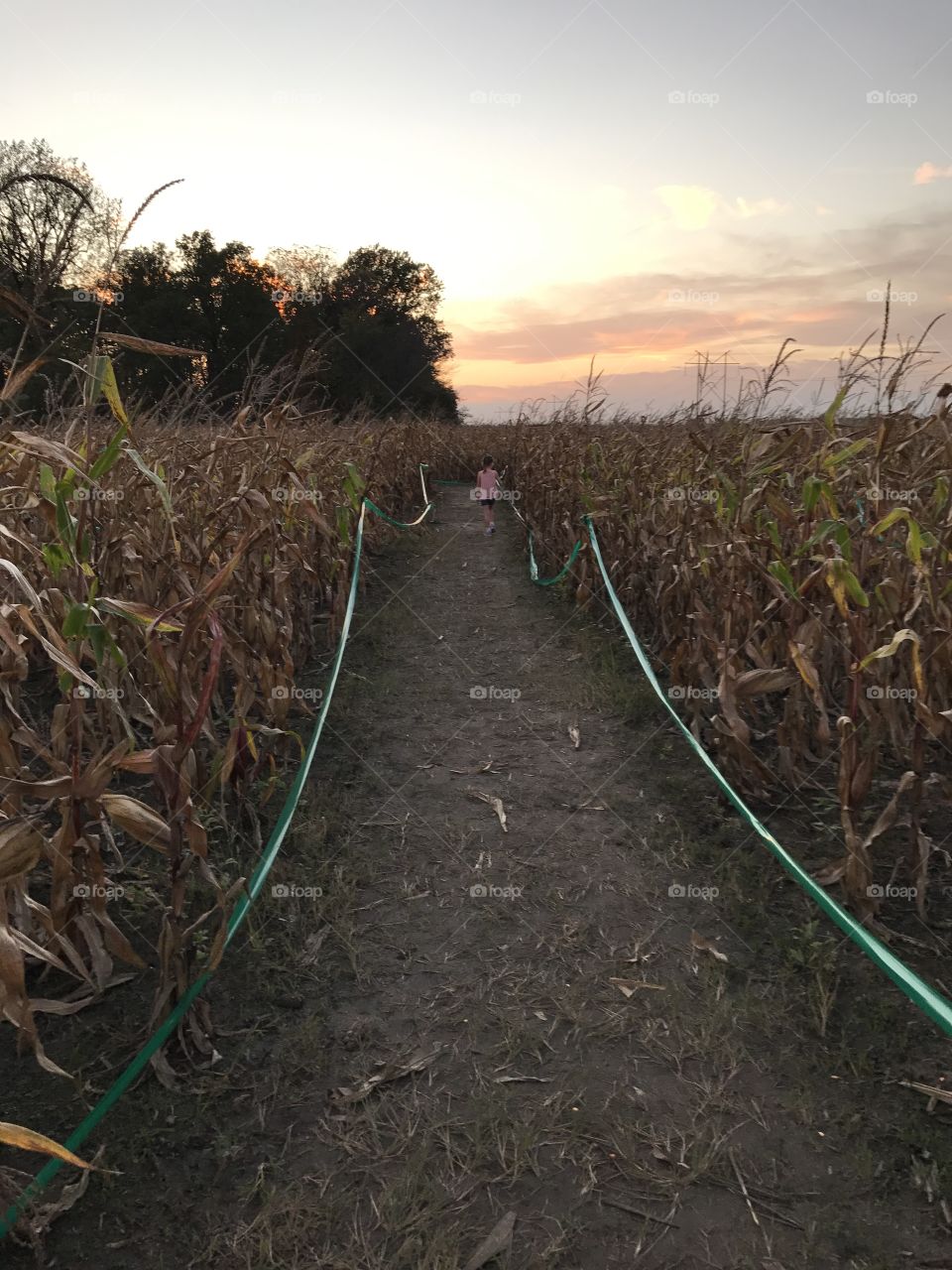 Fun in the corn maze
