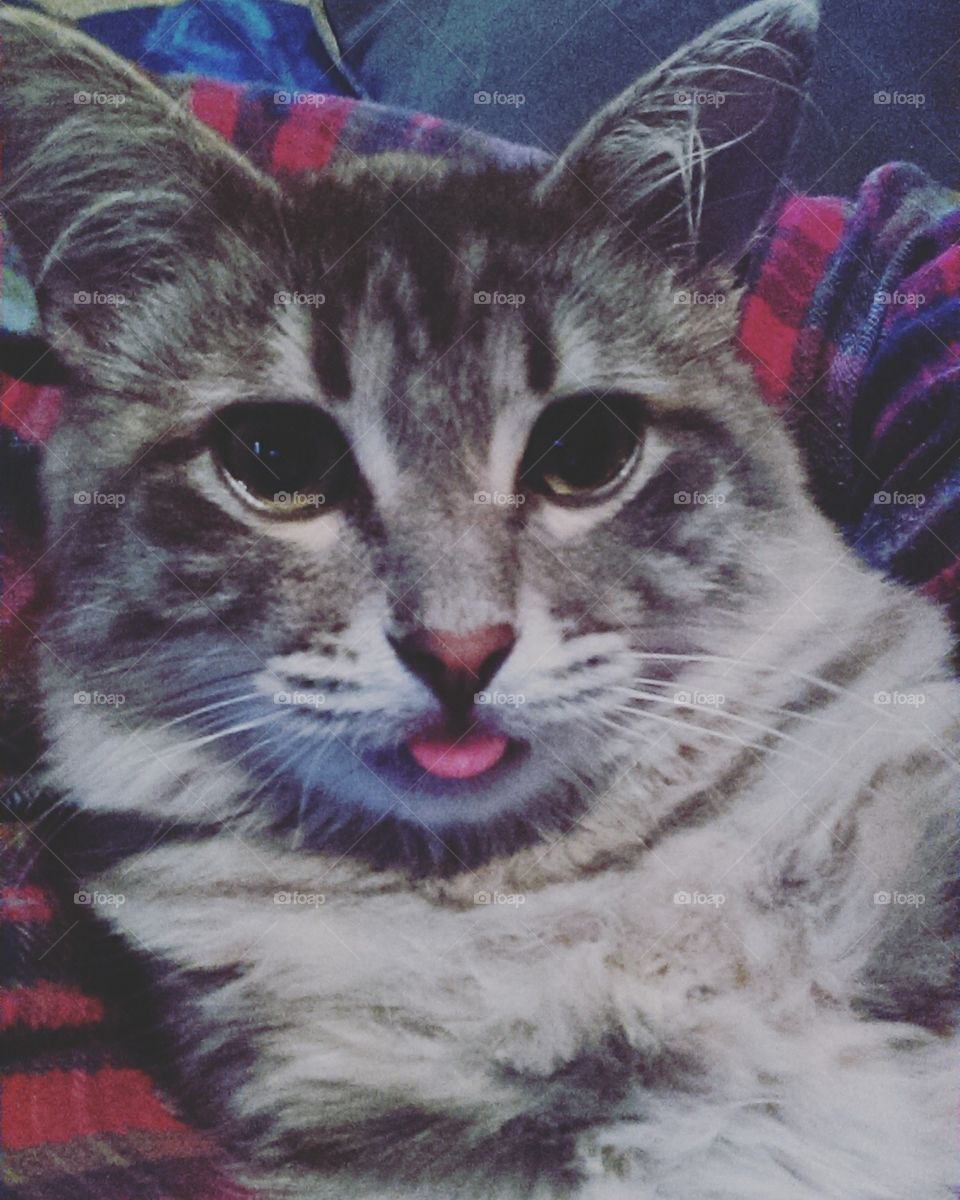 Kitten sticking his tongue out