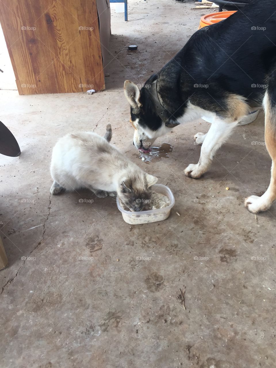 My dog and cat that don't get along well have put their differences aside of a good ol breakfast of gravy 