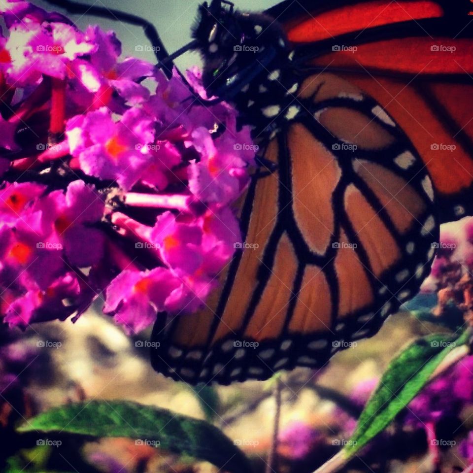 Monarch Butterfly 