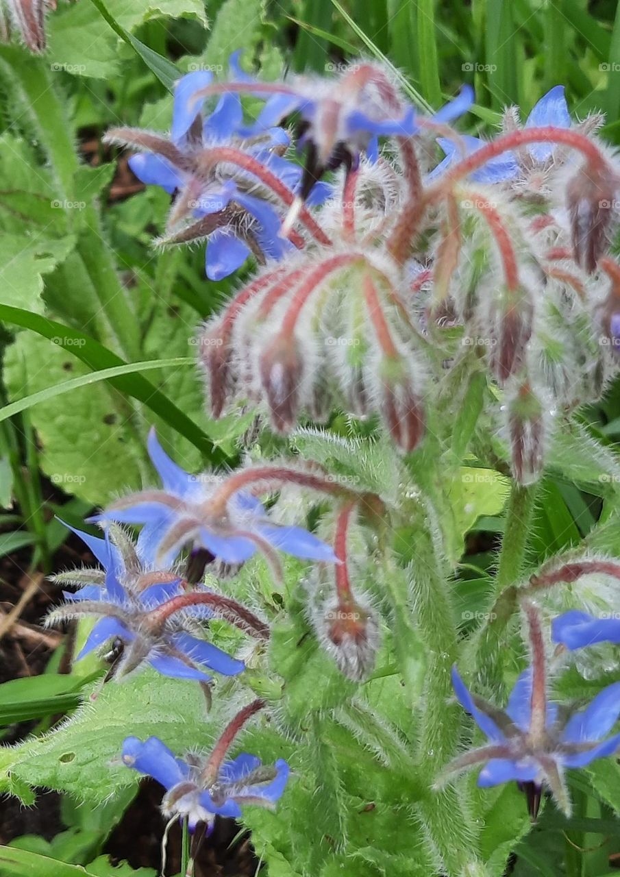 blue flowers of borage