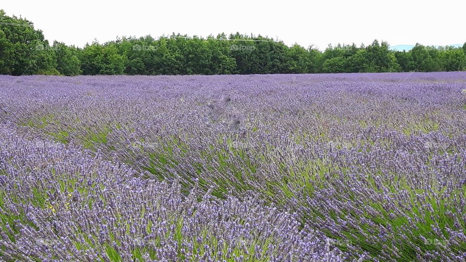 Lavander field in Provence, France
