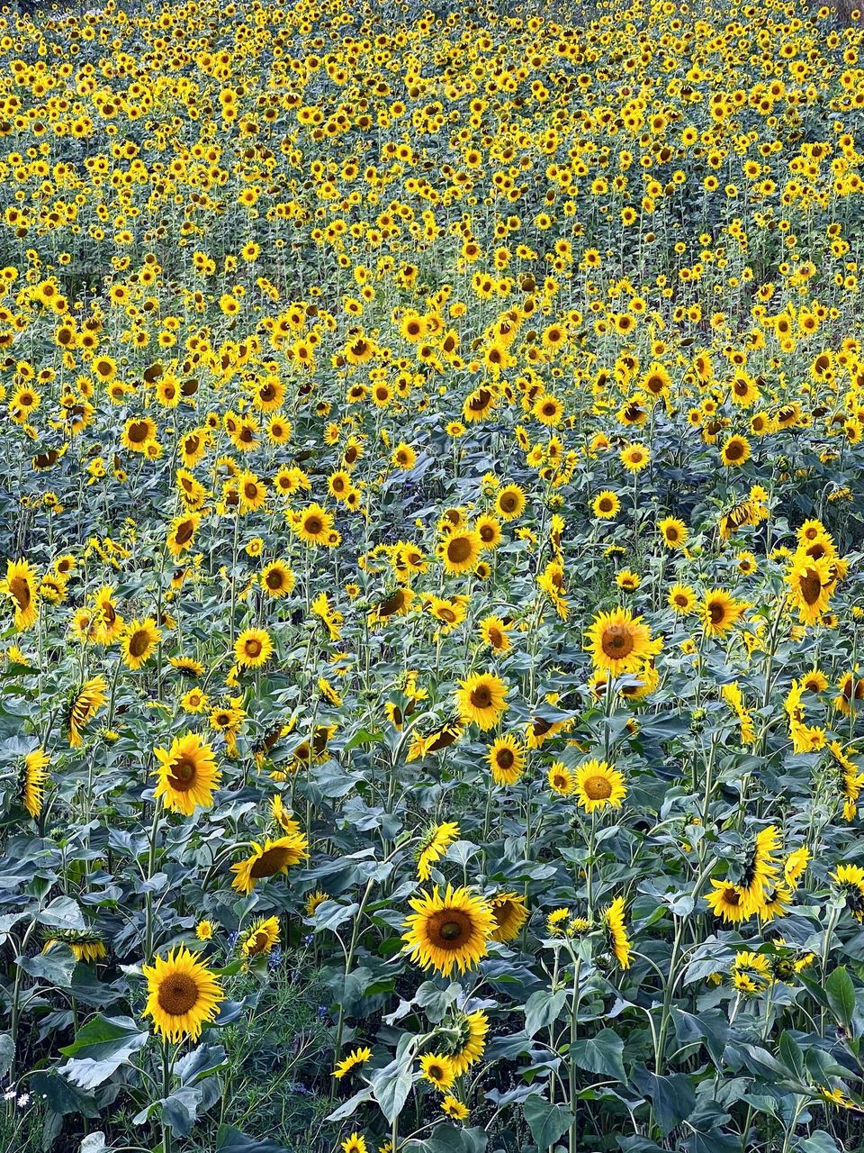 Battle summer vs autumn : sunflower field 