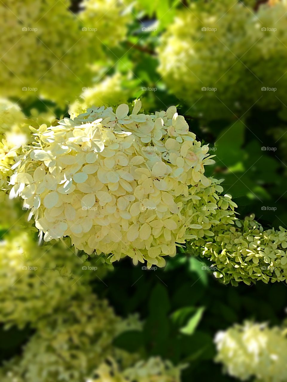 White Hydrangea 