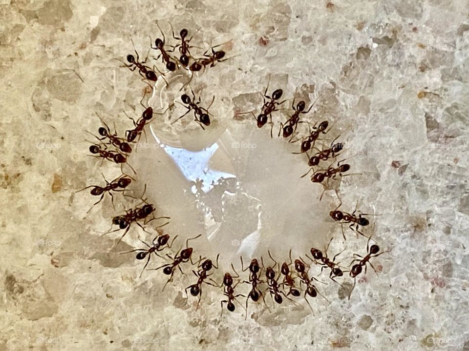 Hungry ants