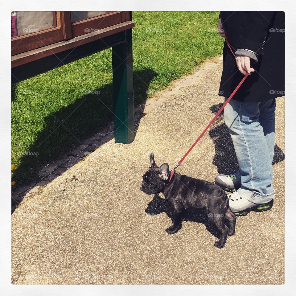 French bulldog puppy first ever walk on the lead