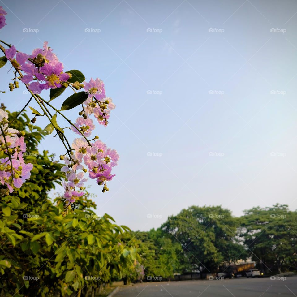 Flowering trees are purplish in color
