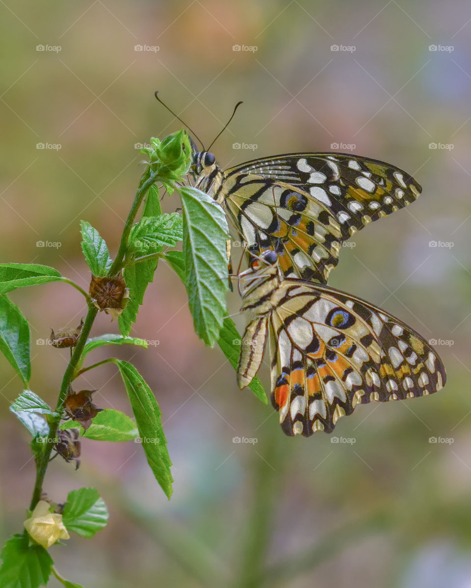 two lime butterfly