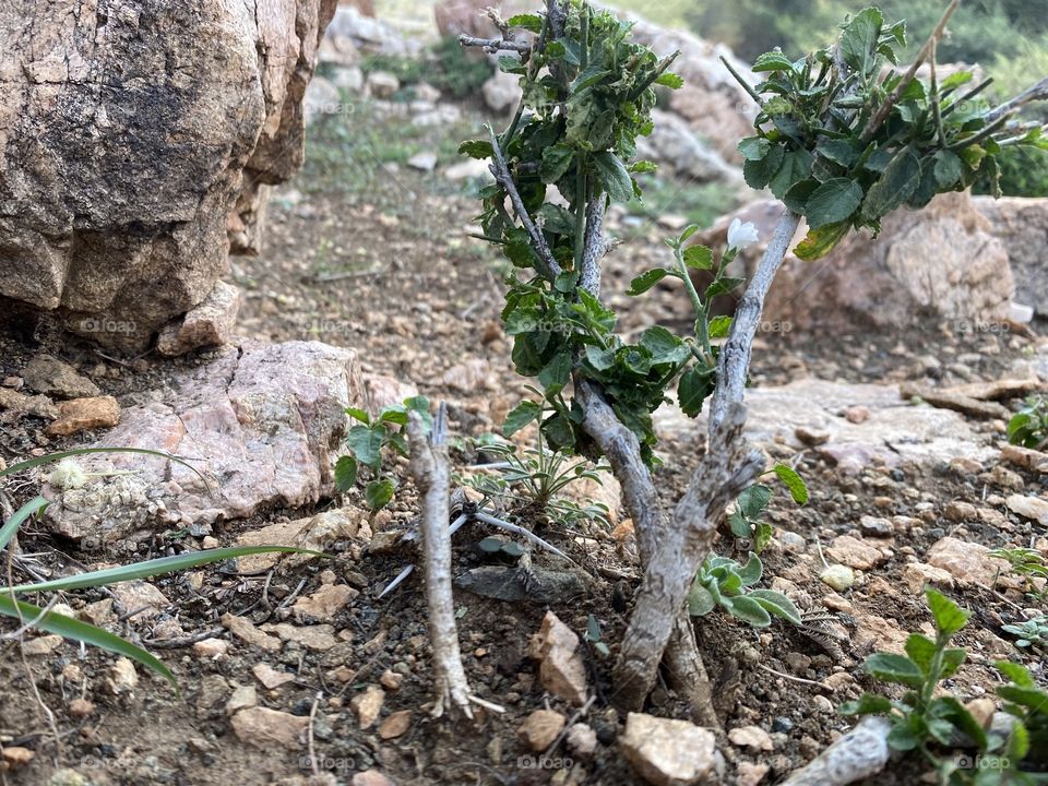 Amazing photo for desert 🌵