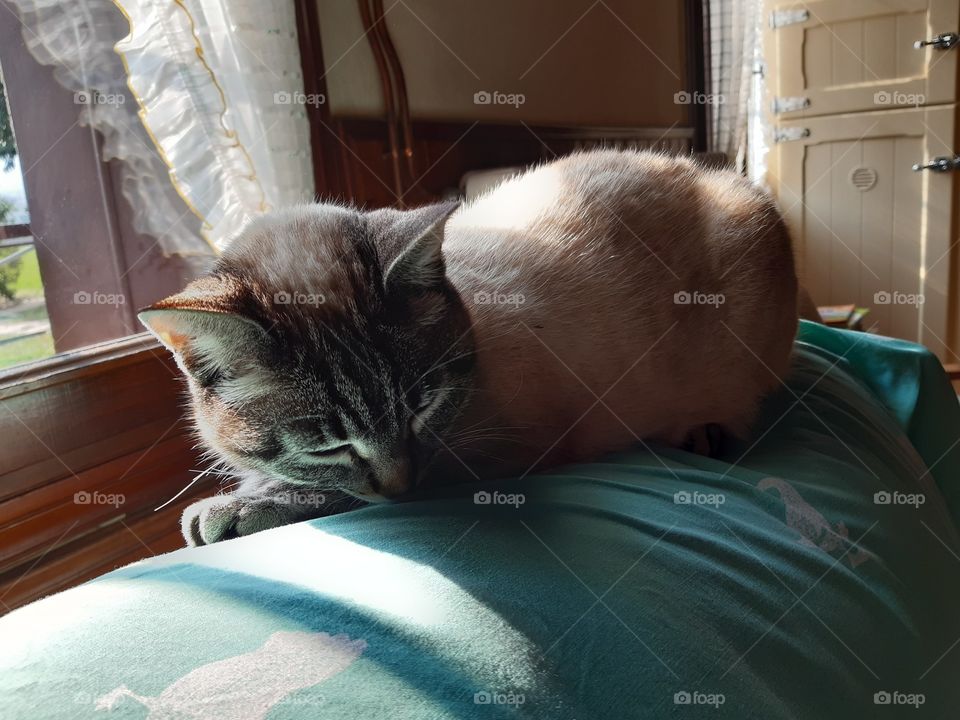 my cat Viola slipping on the sofa