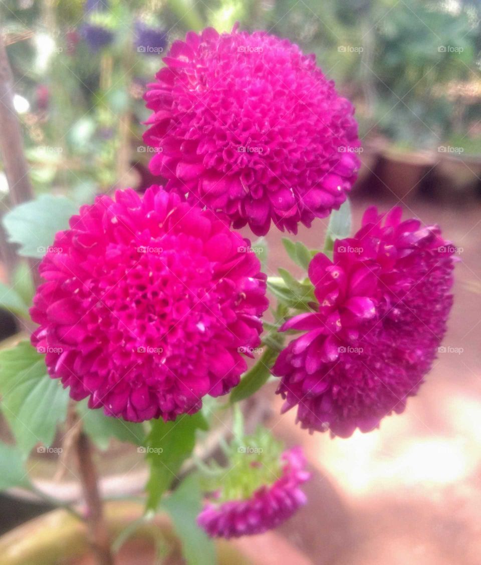 Beautiful Pretty Flowers