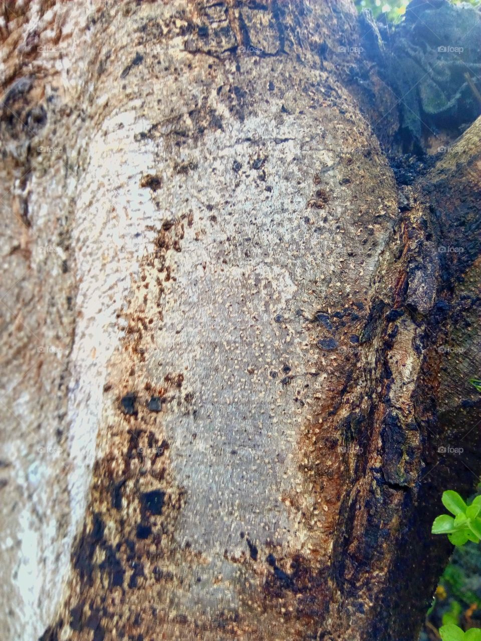 Tree bark skin