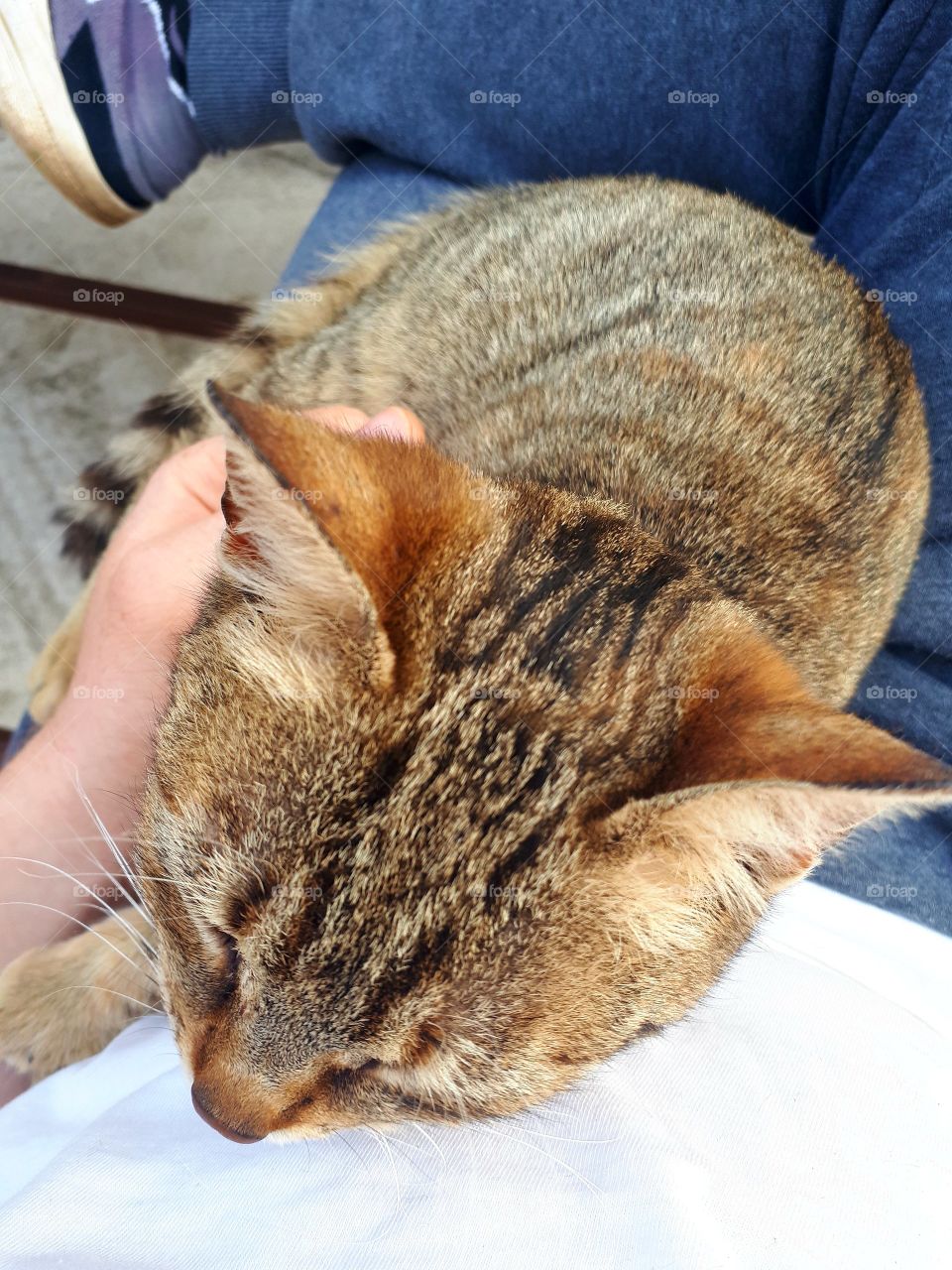 This is now my family cat.She still have no name, because it came a few days ago with us while we were working in the field.She is very dear.We thought it was our old cat because it was the same, but it did not.The likes of caressing and enjoying it