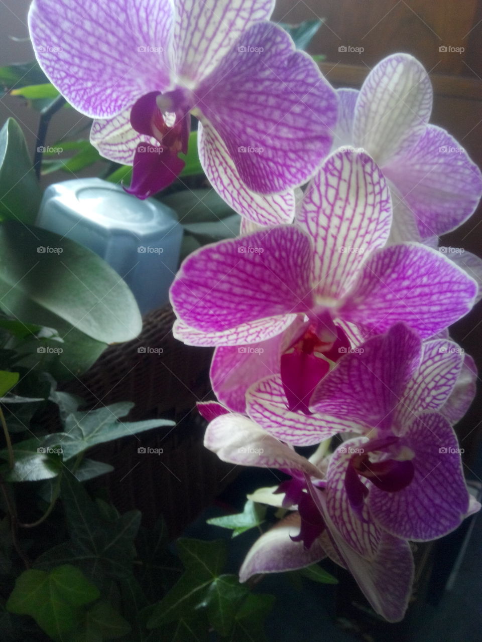 Orchids. Pretty pink orchids