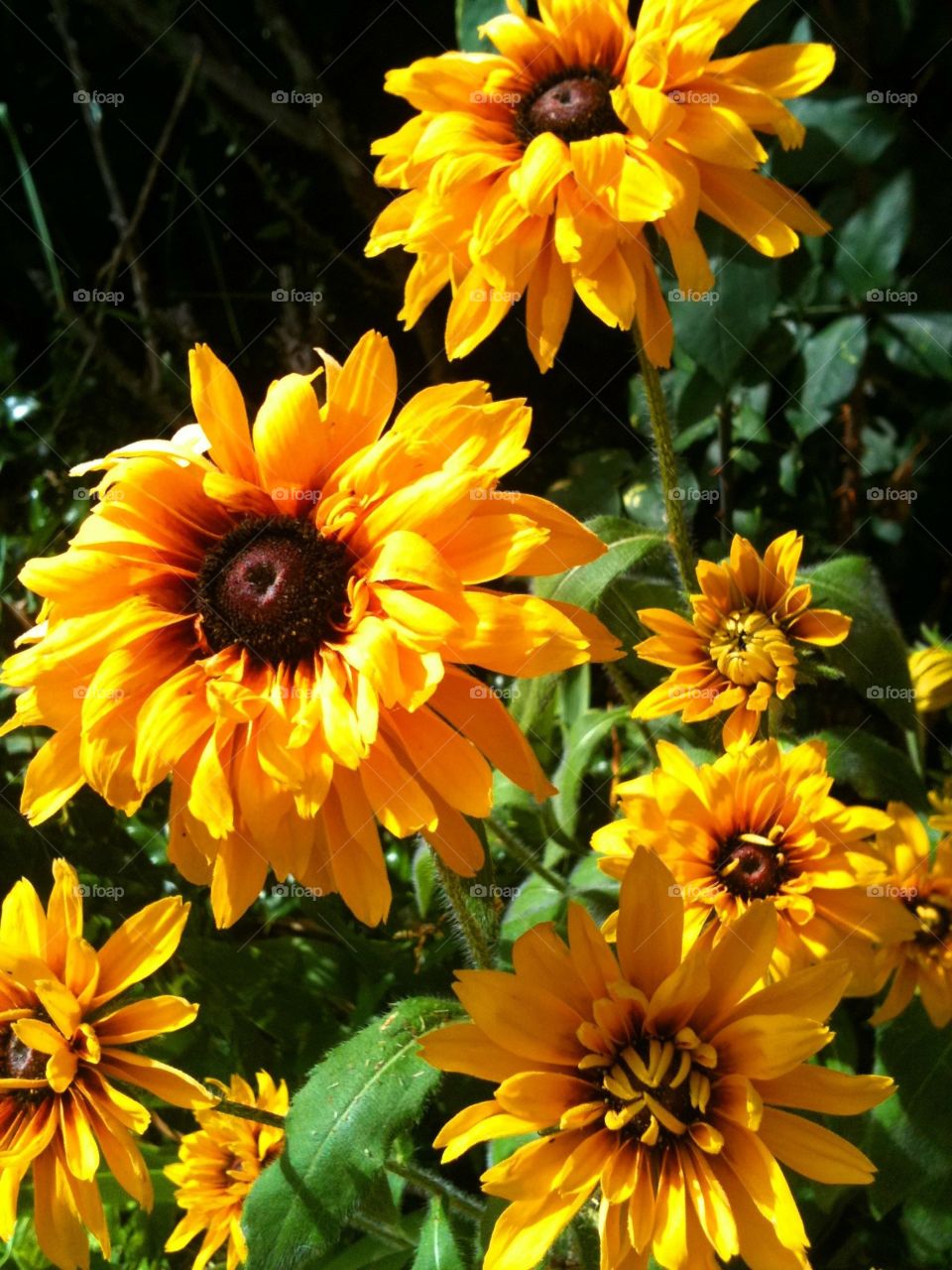 Black-eyed Susans